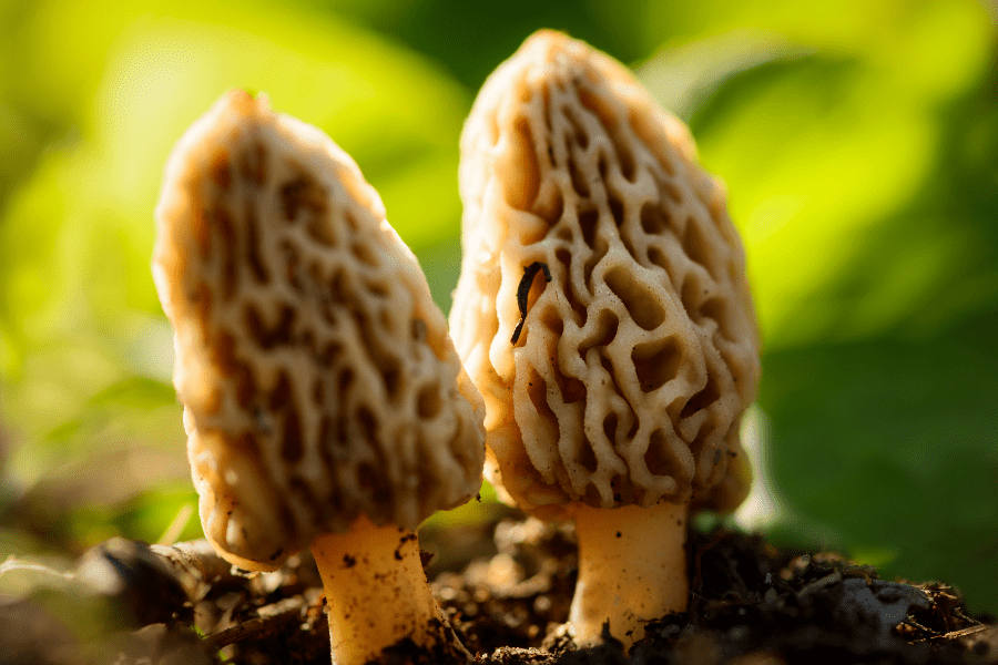 How To Grow Morel Mushrooms Ultimate Guide Mushroom Growing