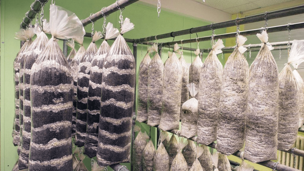 commercial mushroom grow with growing bags