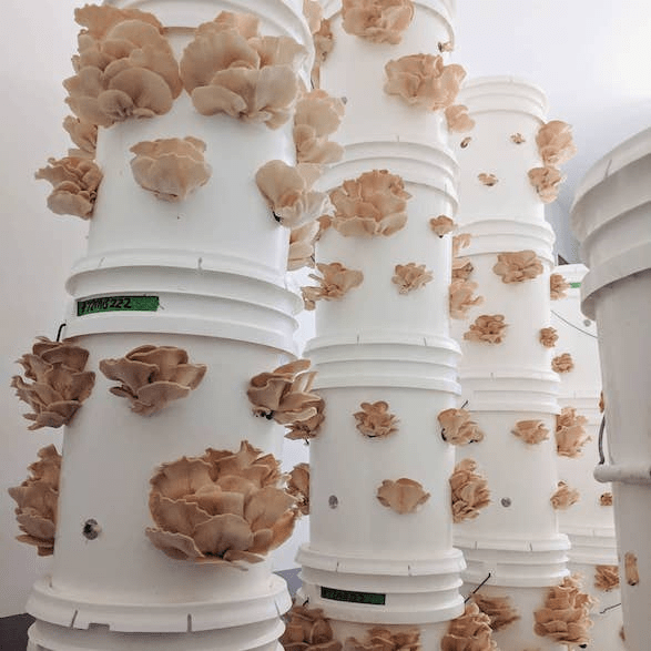 commercial mushroom growing with buckets