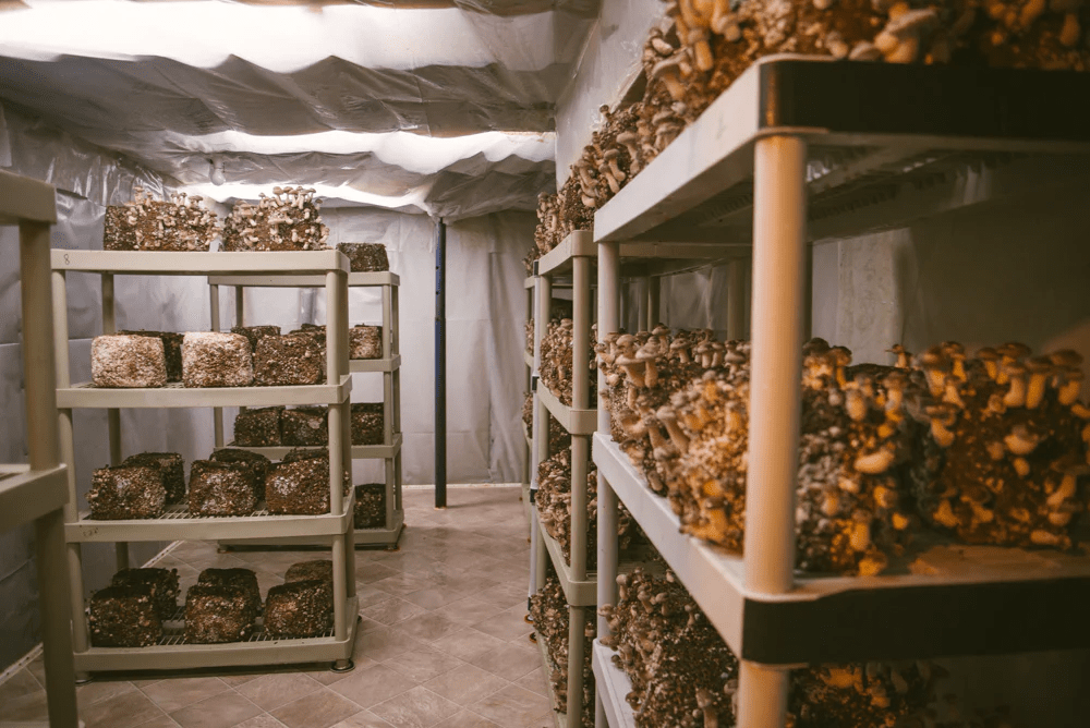 commercial mushroom growing shed setup with shelves