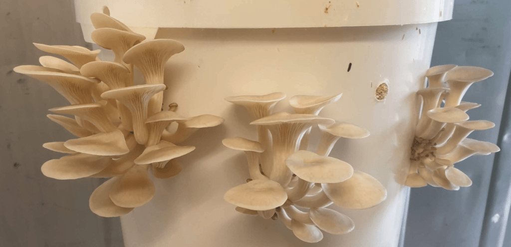 mushrooms growing from bucket container