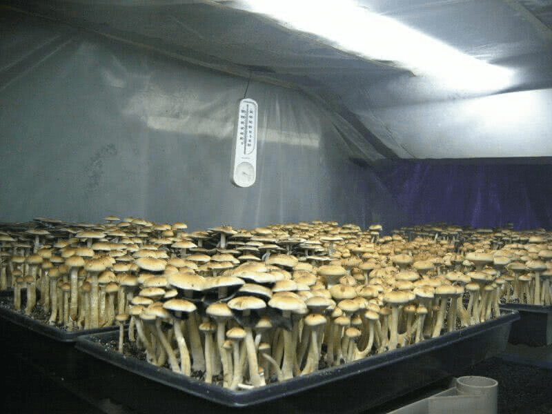 mushrooms growing from a large black tray