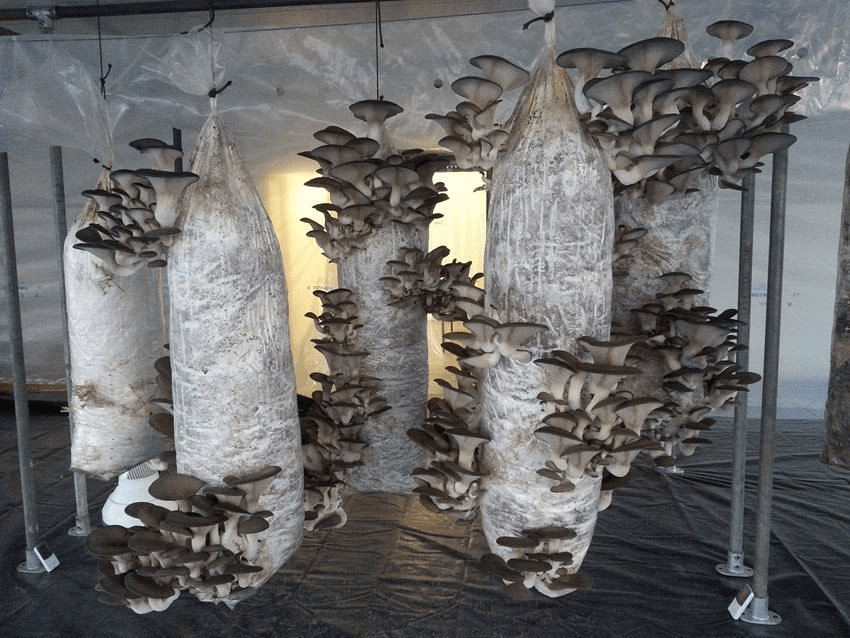 oyster mushrooms growing from bags that are hanging from the ceiling