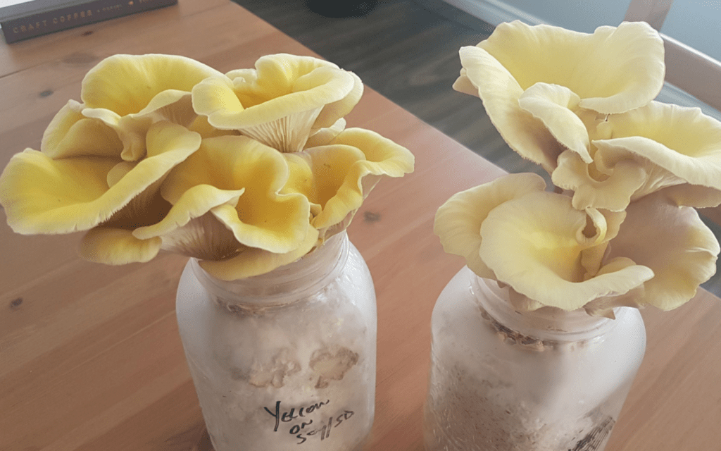 2 jars wit mushrooms growing out of the top
