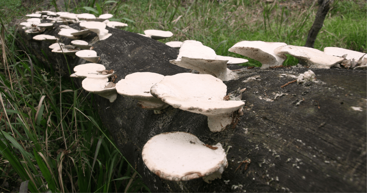 mushrooms growing on a log