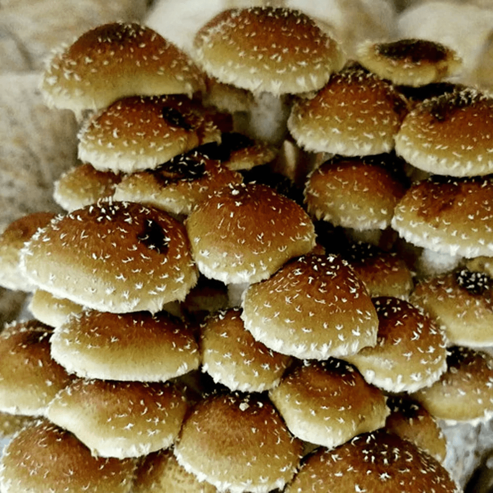 What Is Another Name For Chestnut Mushrooms