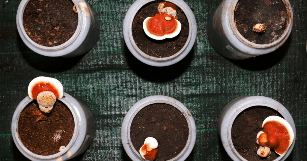 mushrooms growing in buckets