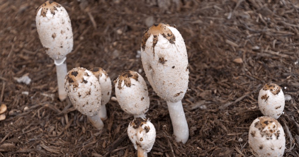 SHAGGY MANE