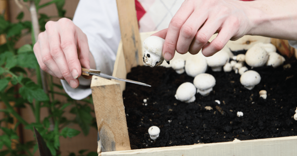cutting mushrooms harvesting