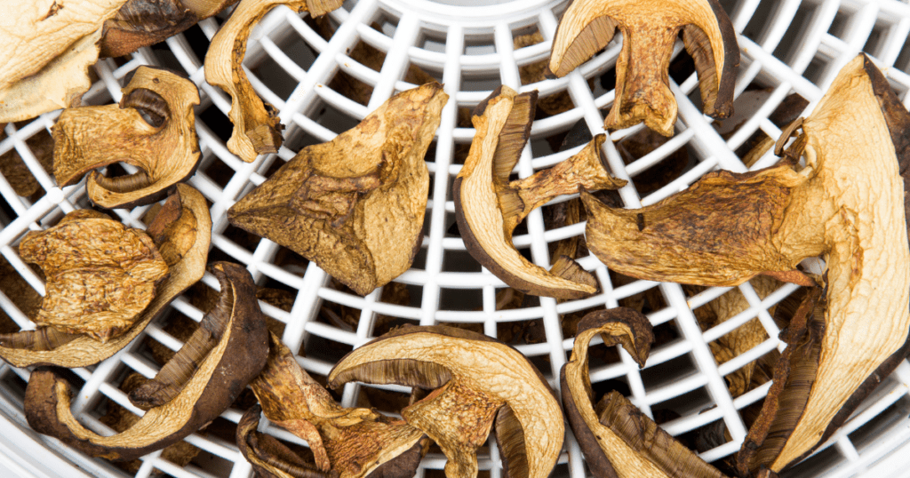 drying mushrooms after harvest