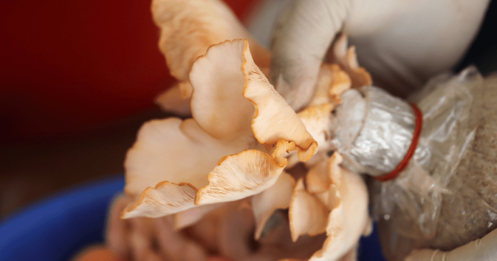mushroom harvesting