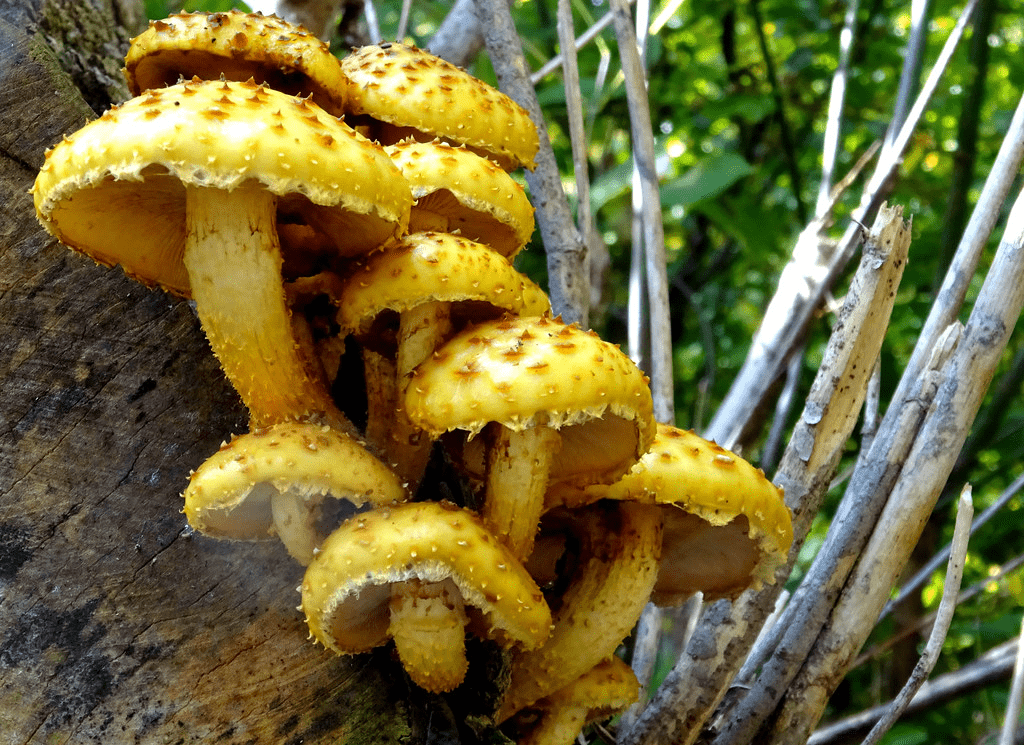 yellow mushrooms growing fast in the summer