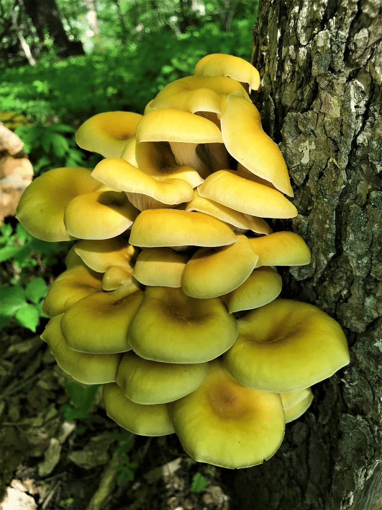 golden oyster mushrooms
