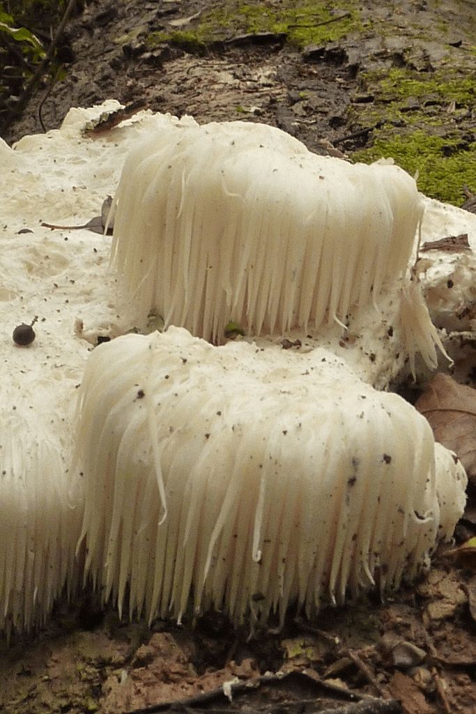 lions mane mushroom