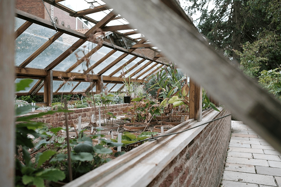 greenhouse for mushroom growing
