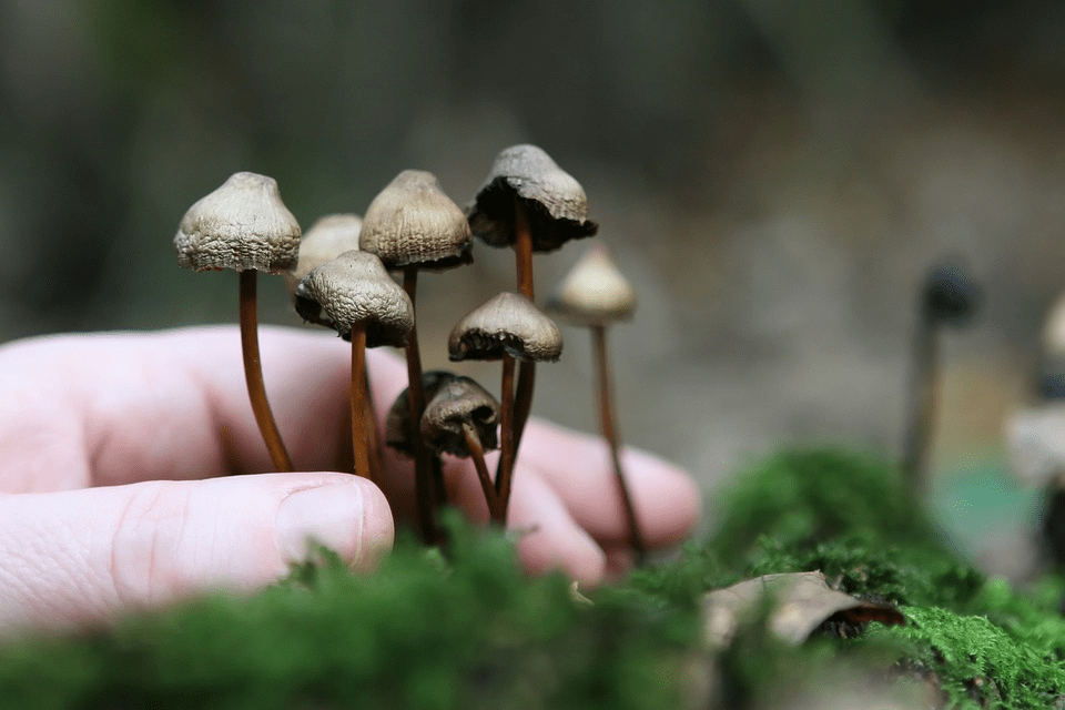 mushrooms fruiting