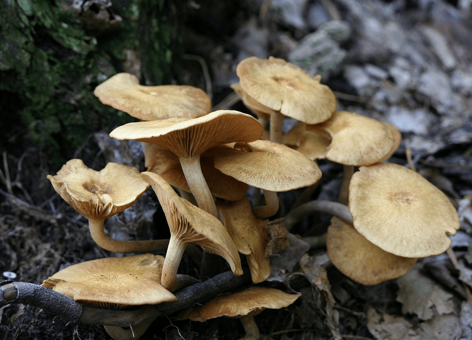 Mushrooms fruiting