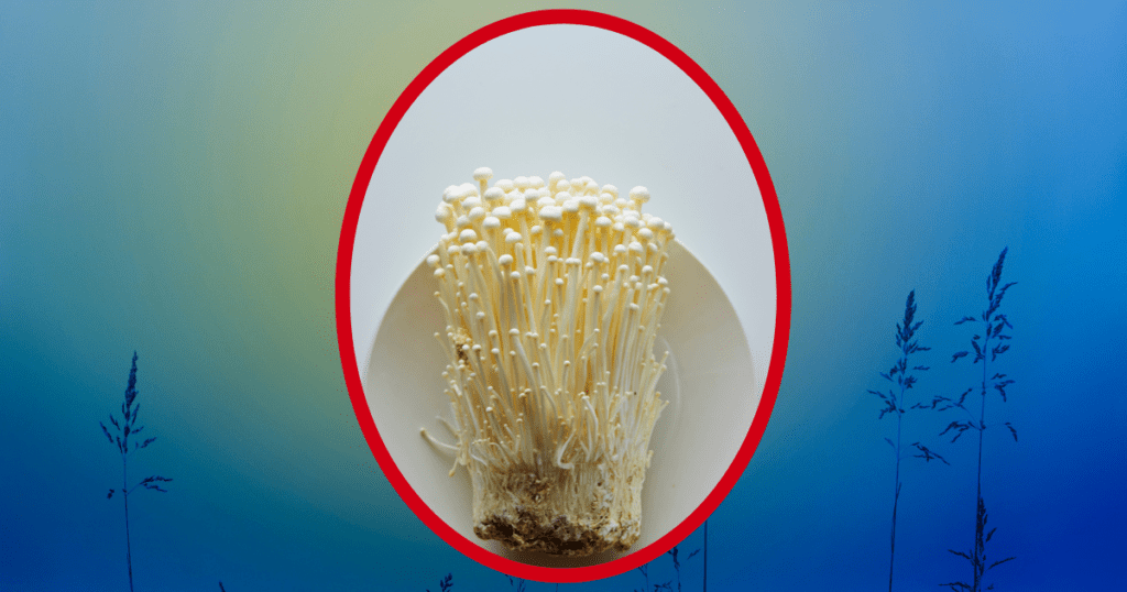 Fruiting Enoki Mushrooms