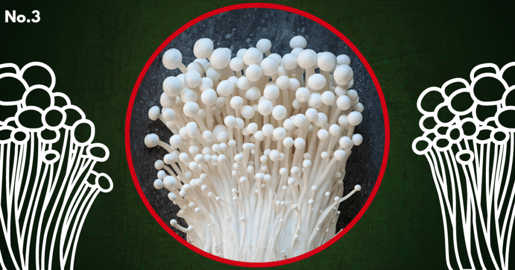 enoki mushrooms growing