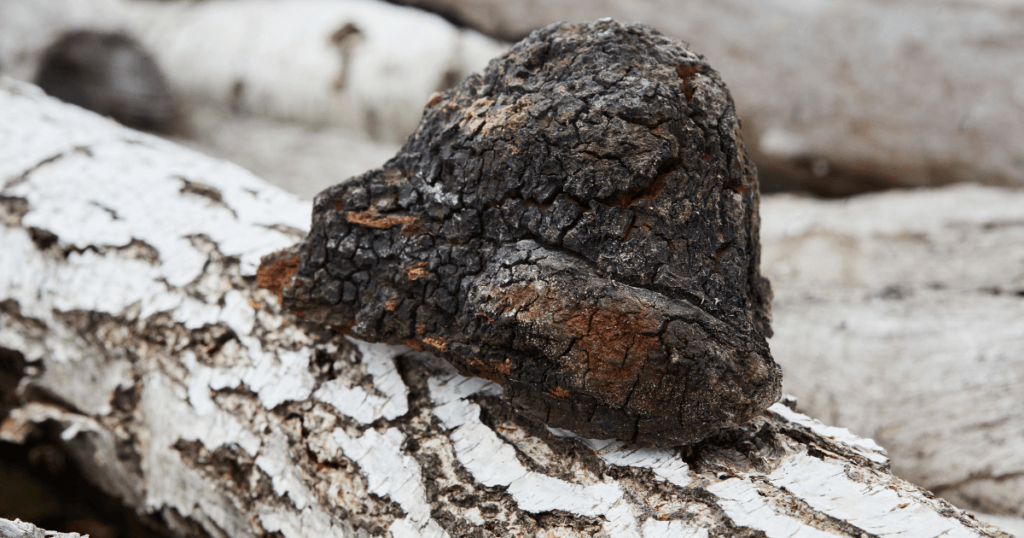 Chaga mushroom growing from a tree