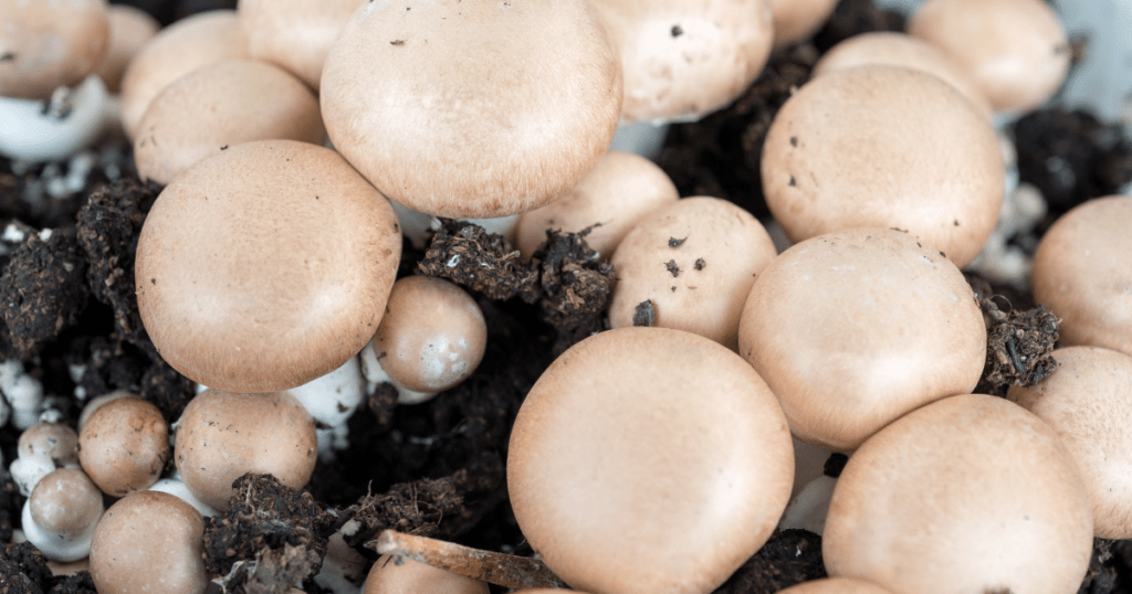 chestnut mushrooms growing out of a bag