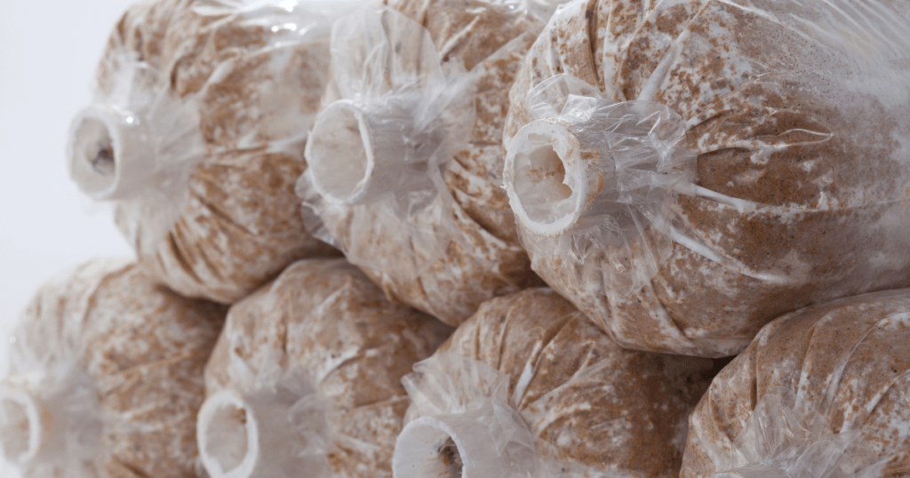 fully colonized mushroom grow bag
