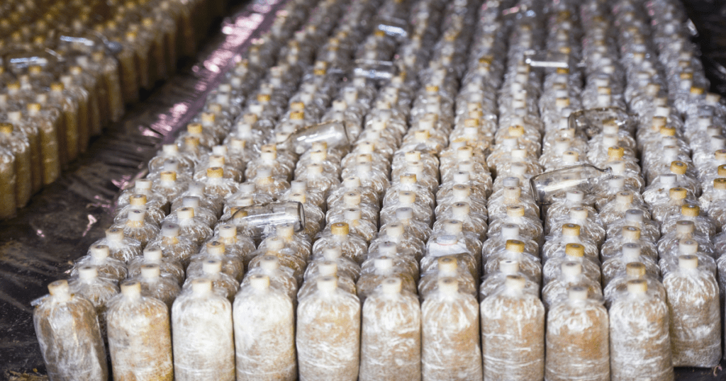 Mushroom Grow Bags Ready to Fruit