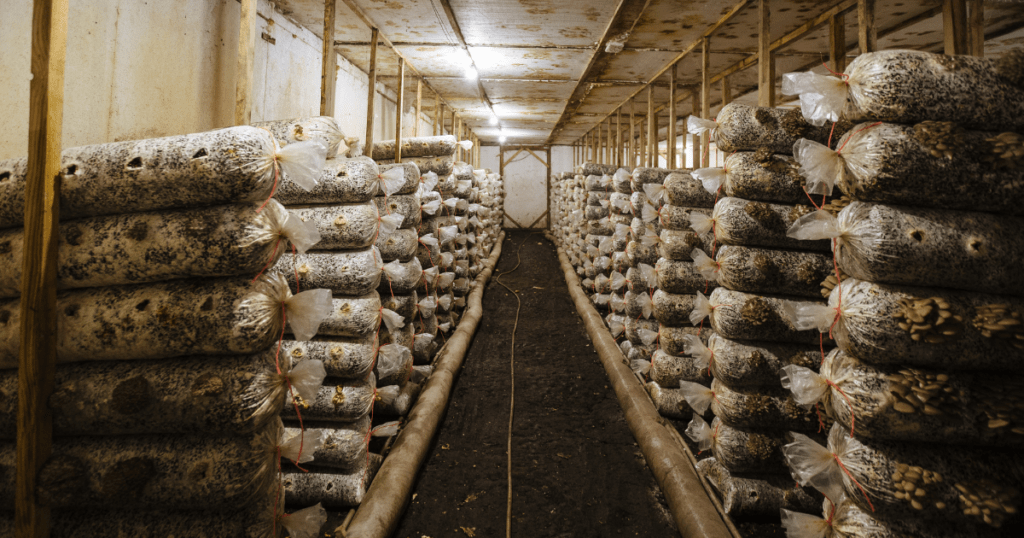 commercial mushroom growing in plastic bags
