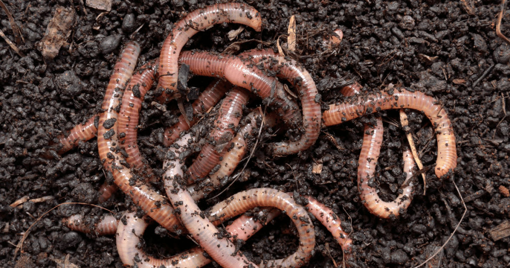 earthworms in soil