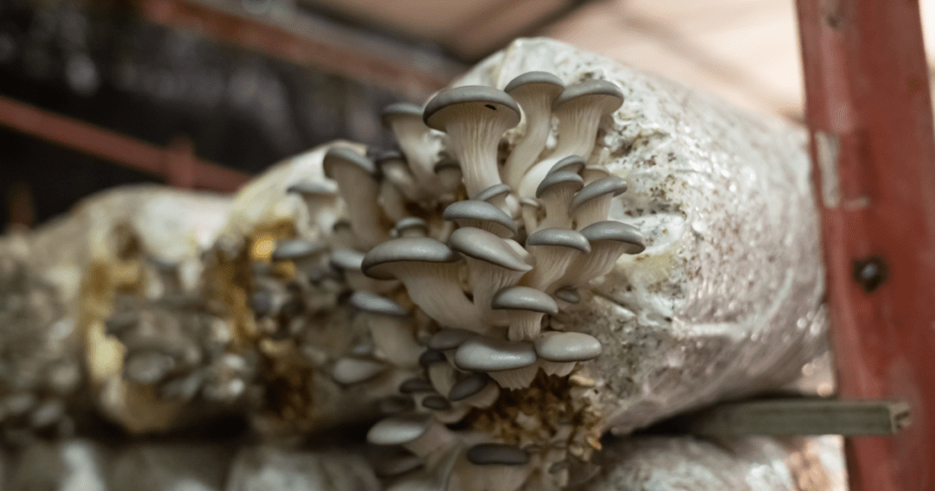 Mushroom Grow Bag Fruiting
