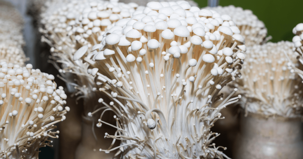 Enoki Mushrooms