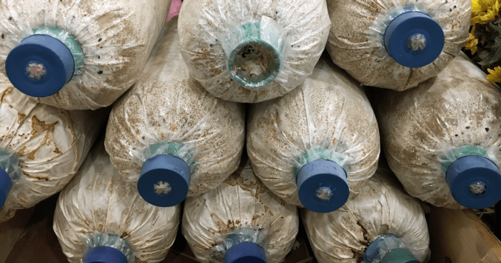 fully colonized mushroom spawn bags