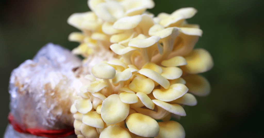 Golden Oyster Mushrooms Growing