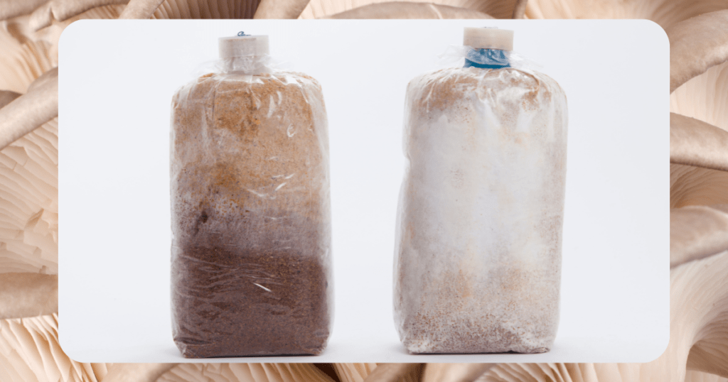 mushroom grow bag colonizing