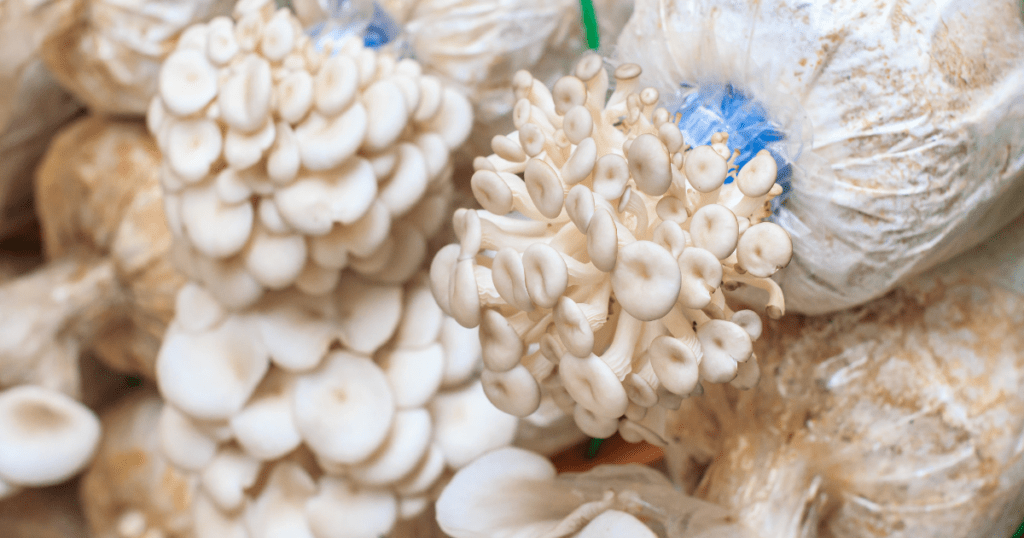 Mushrooms Fruiting Out of Grow Bag