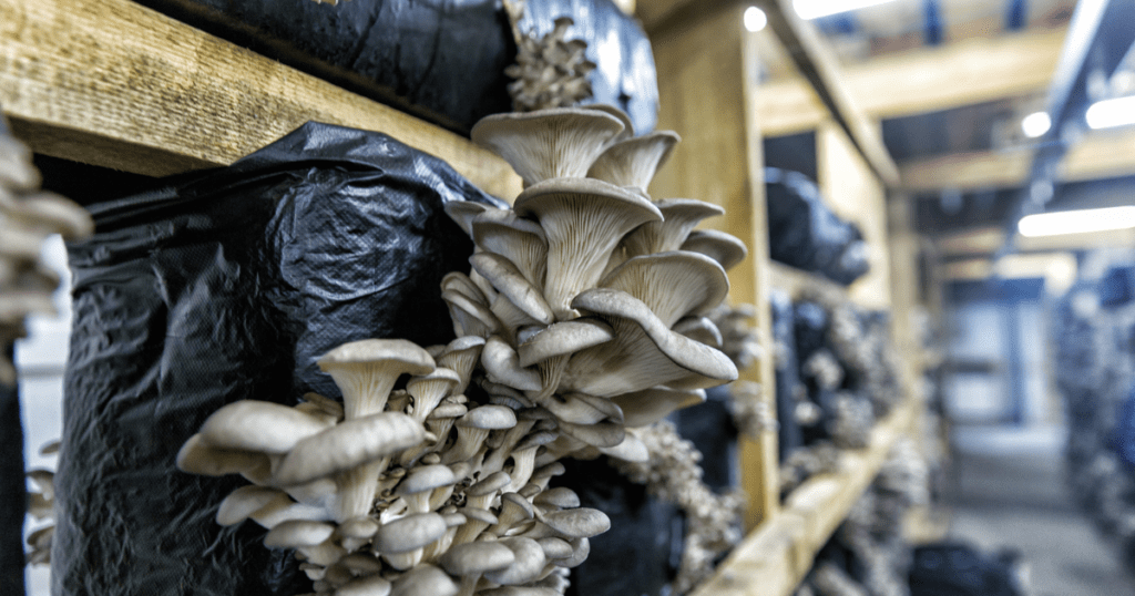 blue oyster mushrooms fruiting