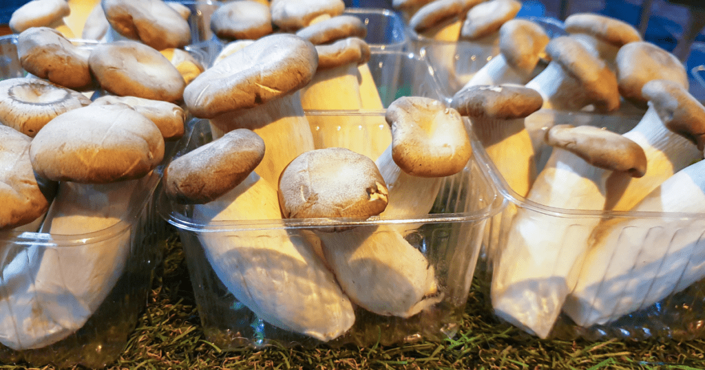 Harvested Oyster Mushrooms