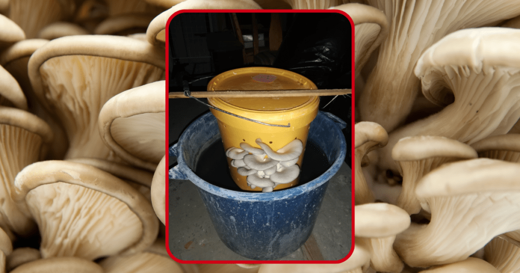 bucket with mushrooms growing out of the site