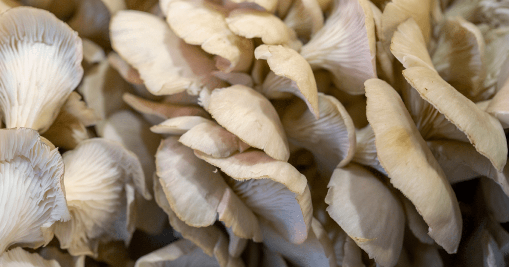 oyster mushrooms