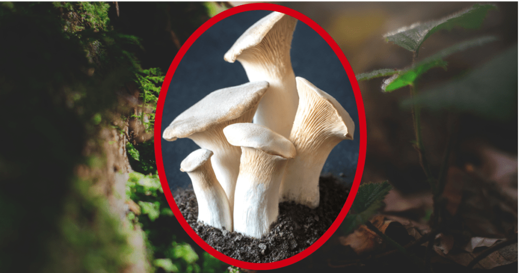grow king oyster mushrooms on a Substrate
