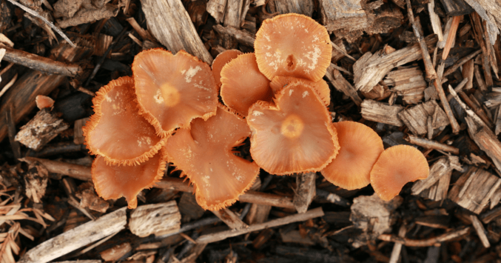 Large patch of mushrooms growing on mulch