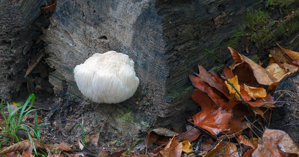 Lion's Mane Mushrooms Growing