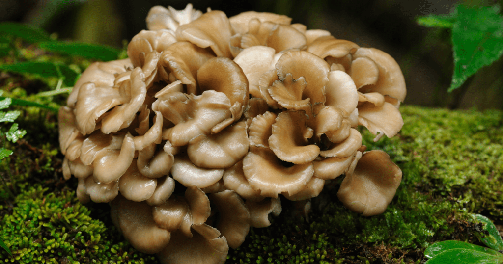 Oak tree with hen of the woods growing from the base