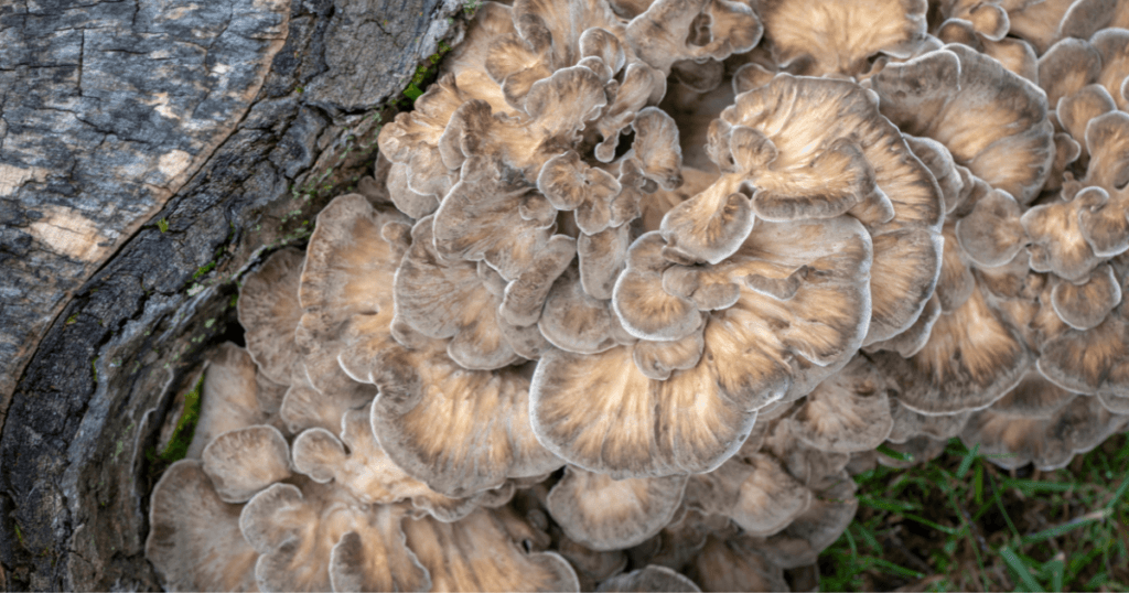 maitake growing from log