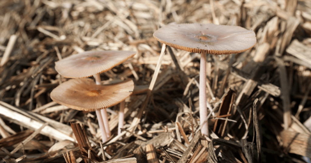 mulch maid mushrooms growing from mulch