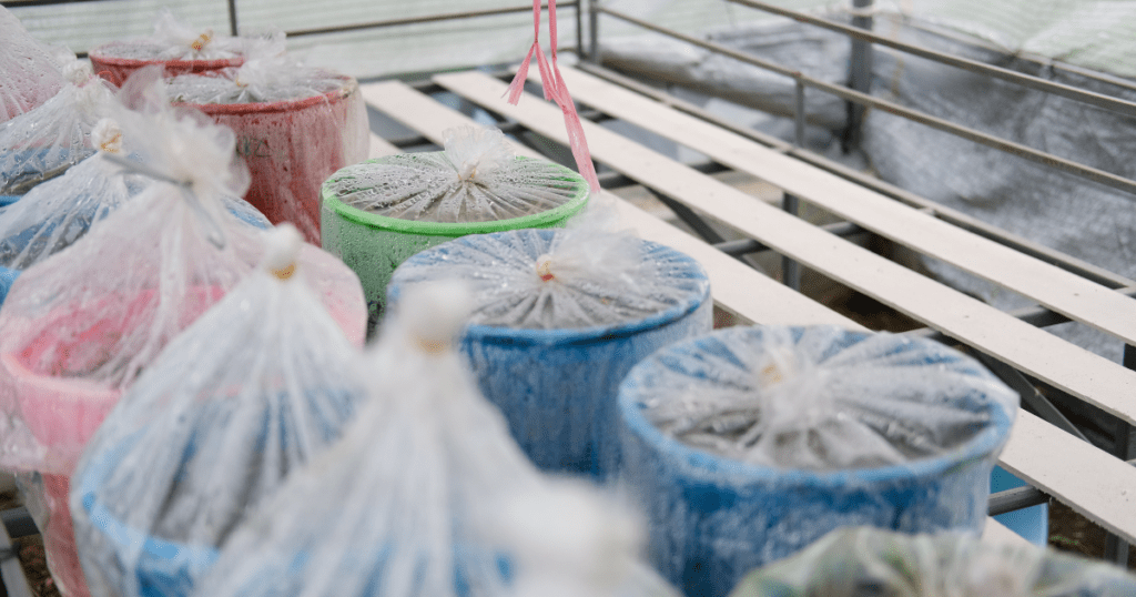 mushrooms growing from bags