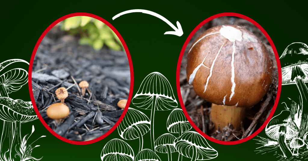 Mushroom Grow Process Infographic