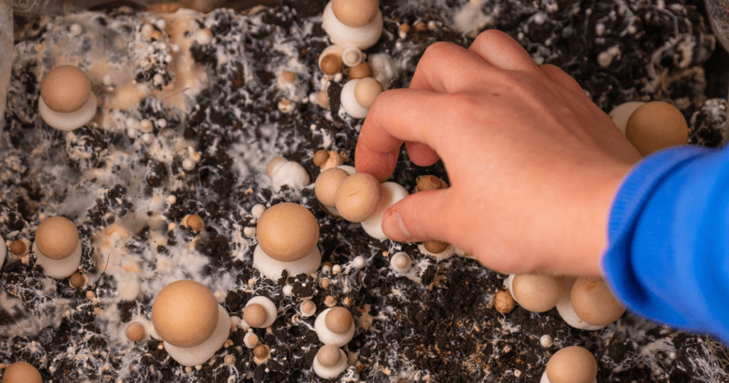 mushrooms being picked
