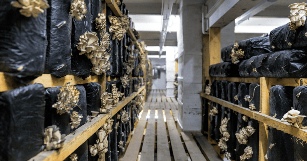 mushroom growing room