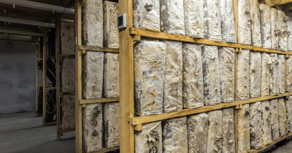 mushroom spawn bags in a grow house